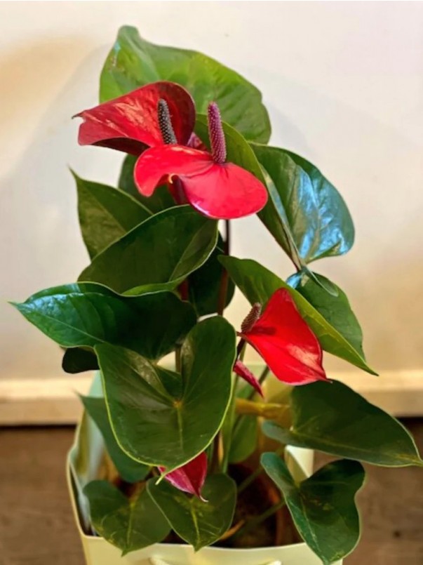 Anthurium Plant