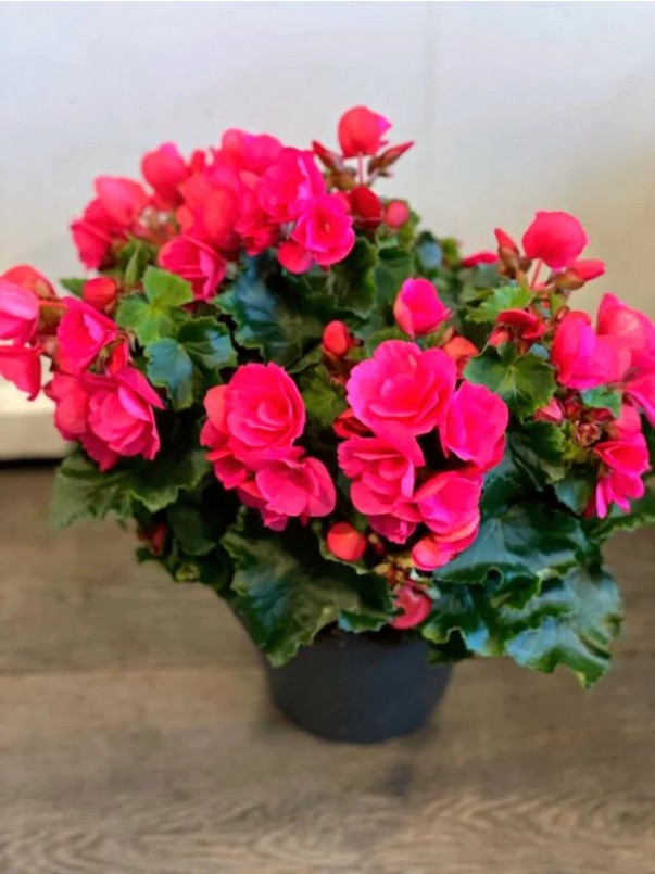Begonia XXL
