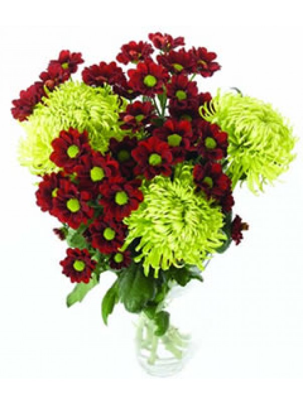 Mixed Colour Chrysanths