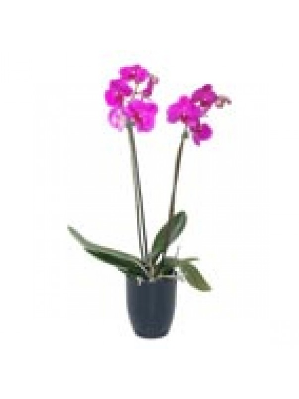 Pink Orchid In Pot