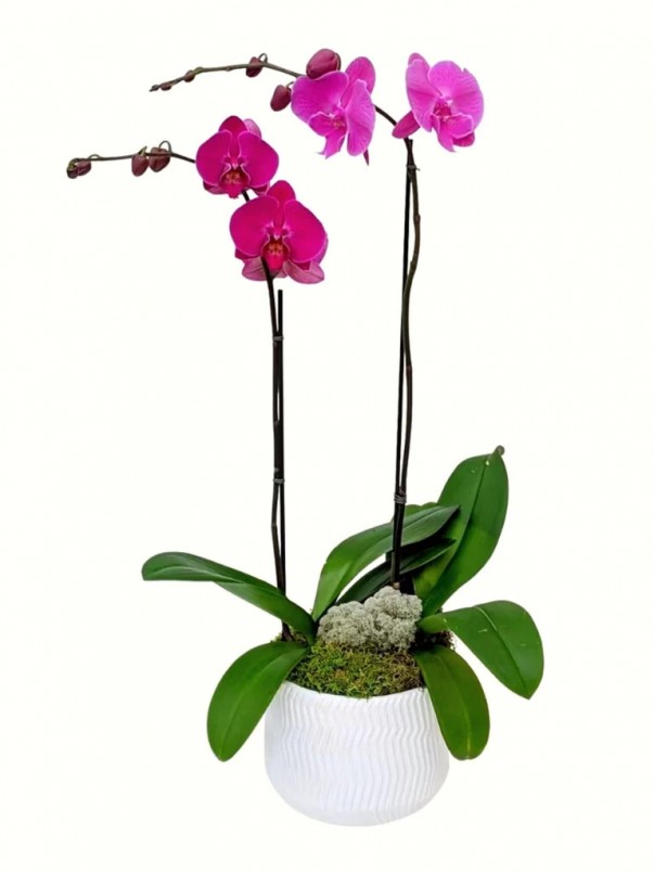 2-Stem Purple Orchid