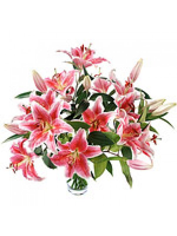 Pink Lilies