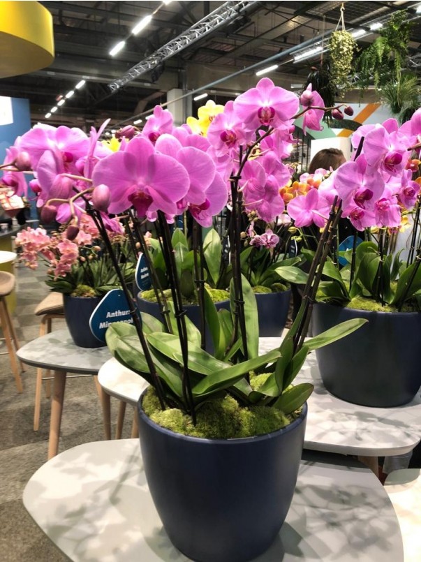 Stunning OrchidArrangement