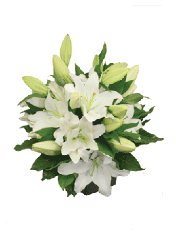 White Lilies