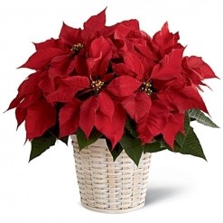 Poinsettia & Pines In Basket