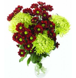 Mixed Colour Chrysanths