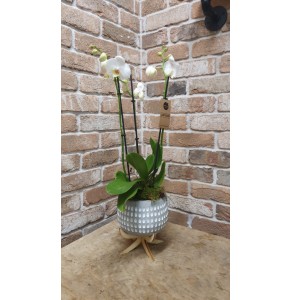 Orchid Plant In Pot
