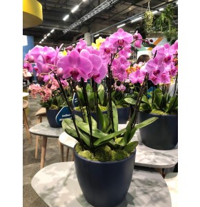 Stunning OrchidArrangement